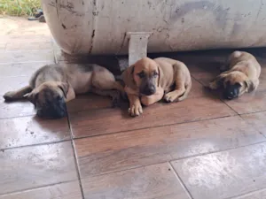 Cachorro raça SRD-ViraLata idade Abaixo de 2 meses nome  ..