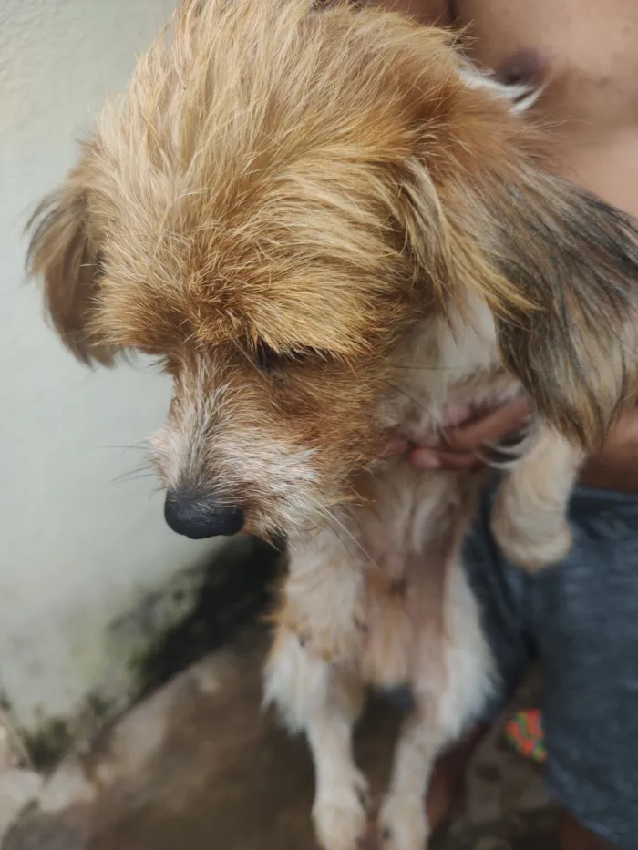 Cachorro raça SRD-ViraLata idade 1 ano nome Fredy