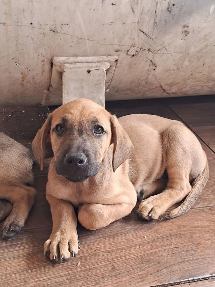 Cachorro raça SRD-ViraLata idade Abaixo de 2 meses nome ...
