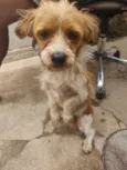Cachorro raça SRD-ViraLata idade 7 a 11 meses nome Fredy