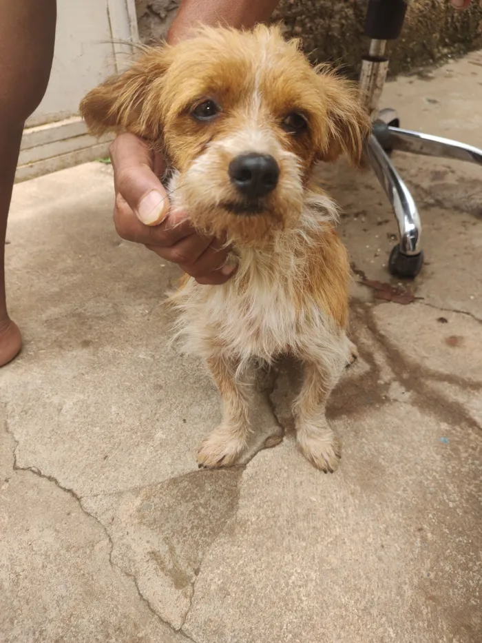 Cachorro raça SRD-ViraLata idade 7 a 11 meses nome Fredy