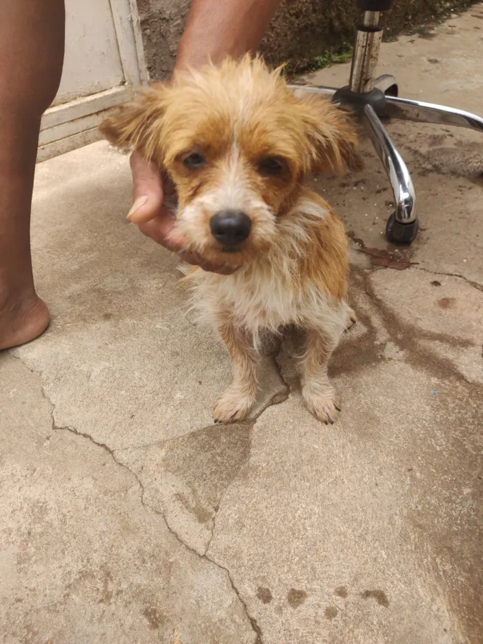 Cachorro raça SRD-ViraLata idade 7 a 11 meses nome Fredy