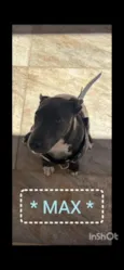 Cachorro raça SRD-ViraLata idade 2 a 6 meses nome MAX 