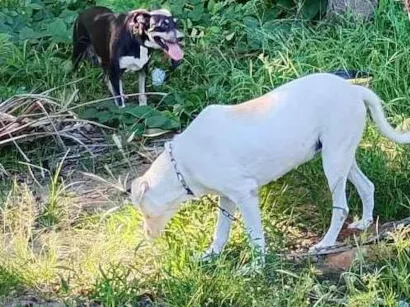 Cachorro raça Basset-Cofap idade 4 anos nome Antônio 