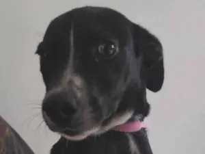 Cachorro raça SRD-ViraLata idade 2 a 6 meses nome Princesa