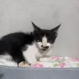 Gato raça Angorá idade 2 a 6 meses nome Sem nome