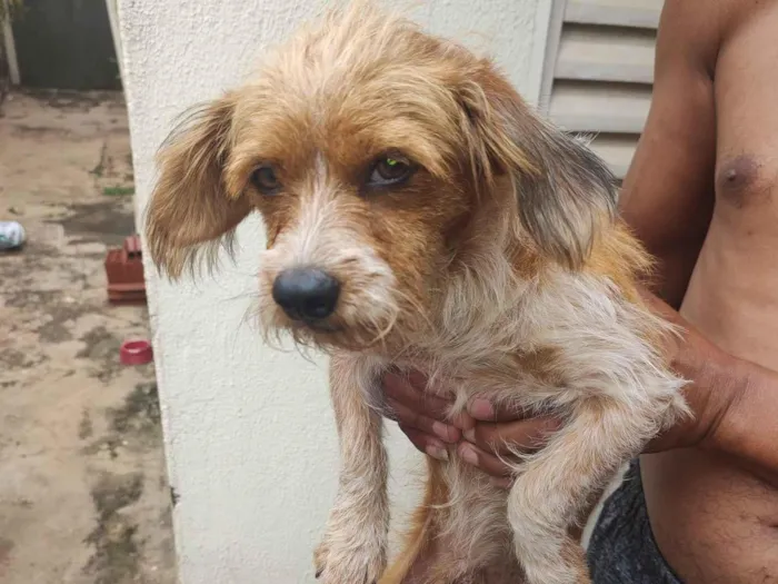 Cachorro raça SRD-ViraLata idade 7 a 11 meses nome Fredy