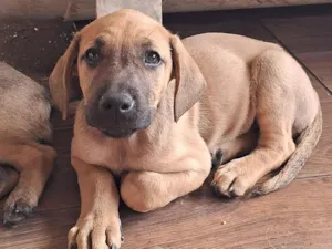 Cachorro raça SRD-ViraLata idade Abaixo de 2 meses nome ...