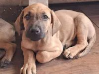 Cachorro raça SRD-ViraLata idade Abaixo de 2 meses nome ...