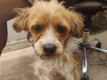 Cachorro raça SRD-ViraLata idade 7 a 11 meses nome Fredy