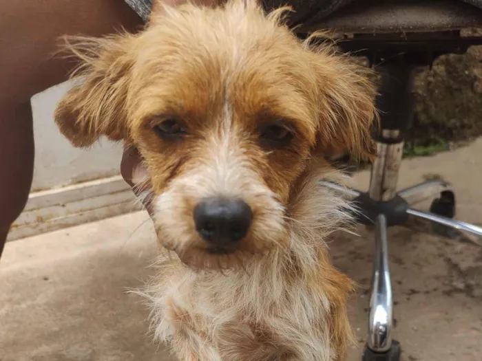 Cachorro raça SRD-ViraLata idade 7 a 11 meses nome Fredy