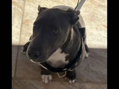 Cachorro raça SRD-ViraLata idade 2 a 6 meses nome MAX  (PET) 