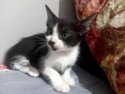 Gato raça Angorá idade 2 a 6 meses nome Sem nome