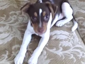 Cachorro raça SRD-ViraLata idade 2 a 6 meses nome Nilo