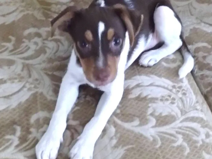 Cachorro raça SRD-ViraLata idade 2 a 6 meses nome Nilo