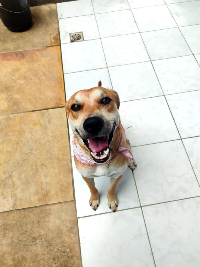 Cachorro raça SRD-ViraLata idade 1 ano nome Bento