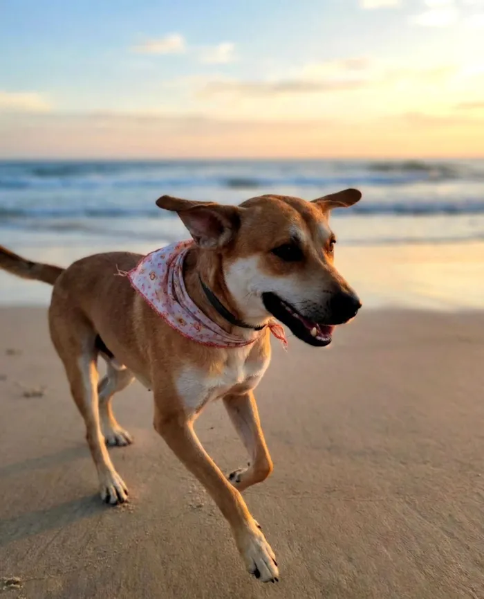 Cachorro raça SRD-ViraLata idade 1 ano nome Bento
