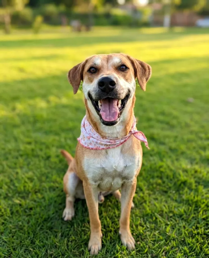 Cachorro raça SRD-ViraLata idade 1 ano nome Bento