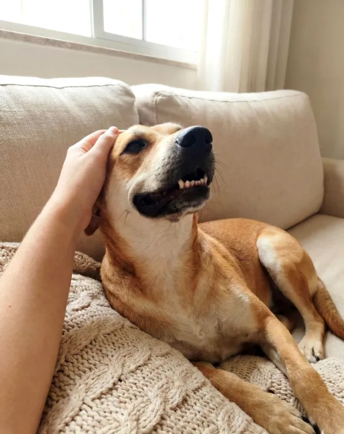 Cachorro raça SRD-ViraLata idade 1 ano nome Bento