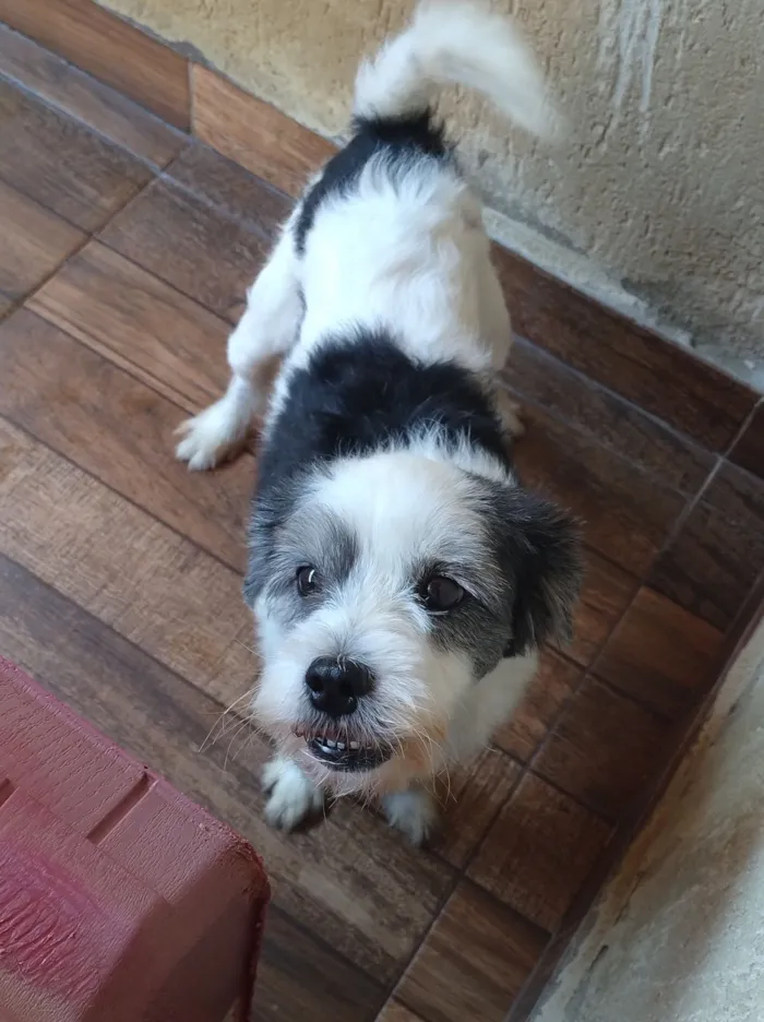 Cachorro raça SRD-ViraLata idade 6 ou mais anos nome Maylon