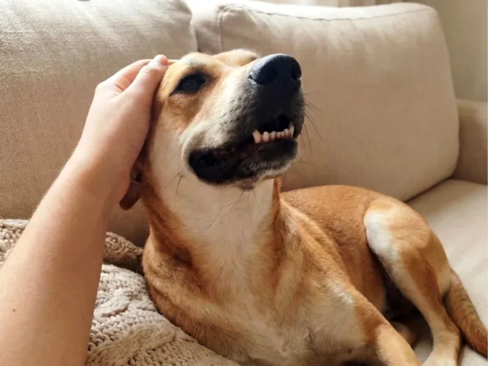 Cachorro raça SRD-ViraLata idade 1 ano nome Bento