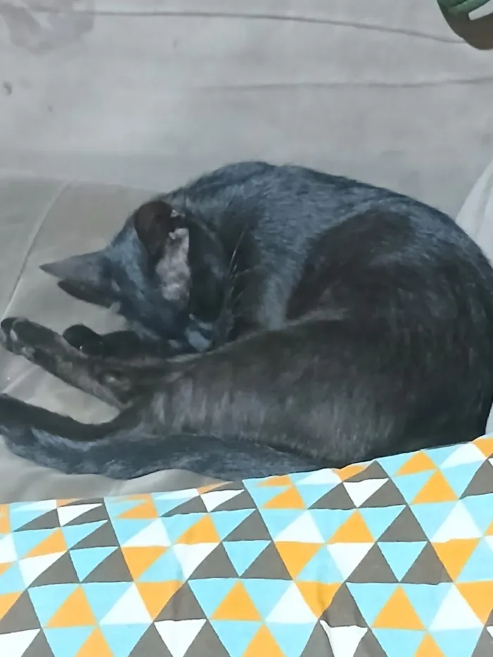 Gato raça SRD-ViraLata idade 1 ano nome FELINA