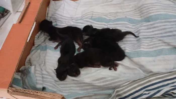 Gato raça SRD-ViraLata idade 1 ano nome FELINA