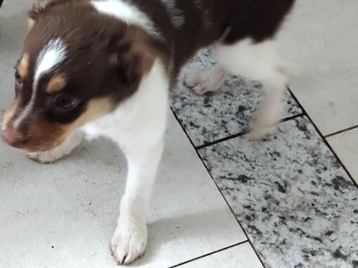 Cachorro raça SRD-ViraLata idade 2 a 6 meses nome Nilo