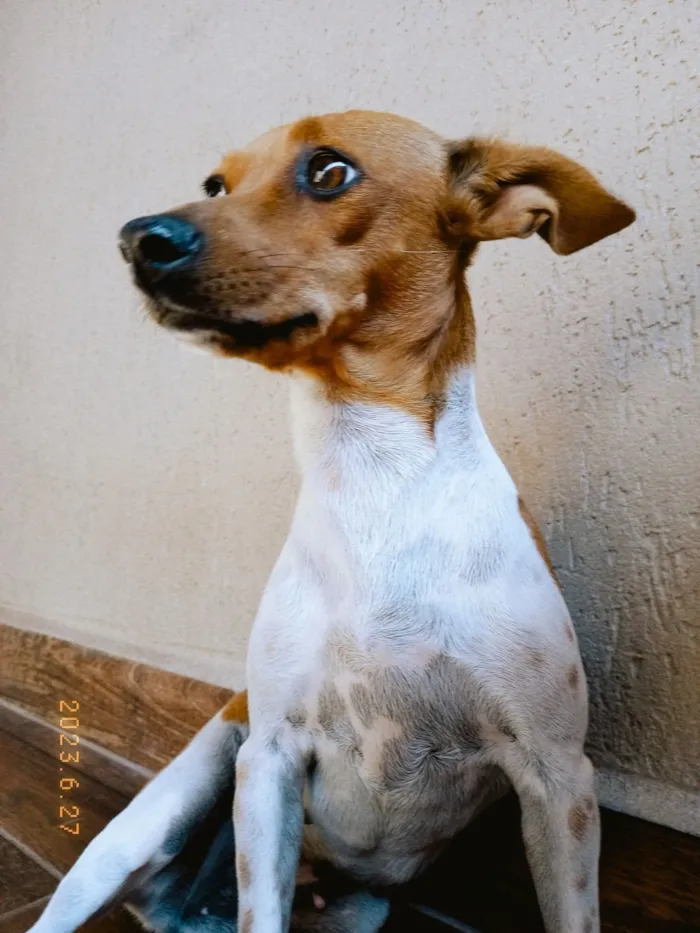 Cachorro raça SRD-ViraLata idade 5 anos nome mariquinha 