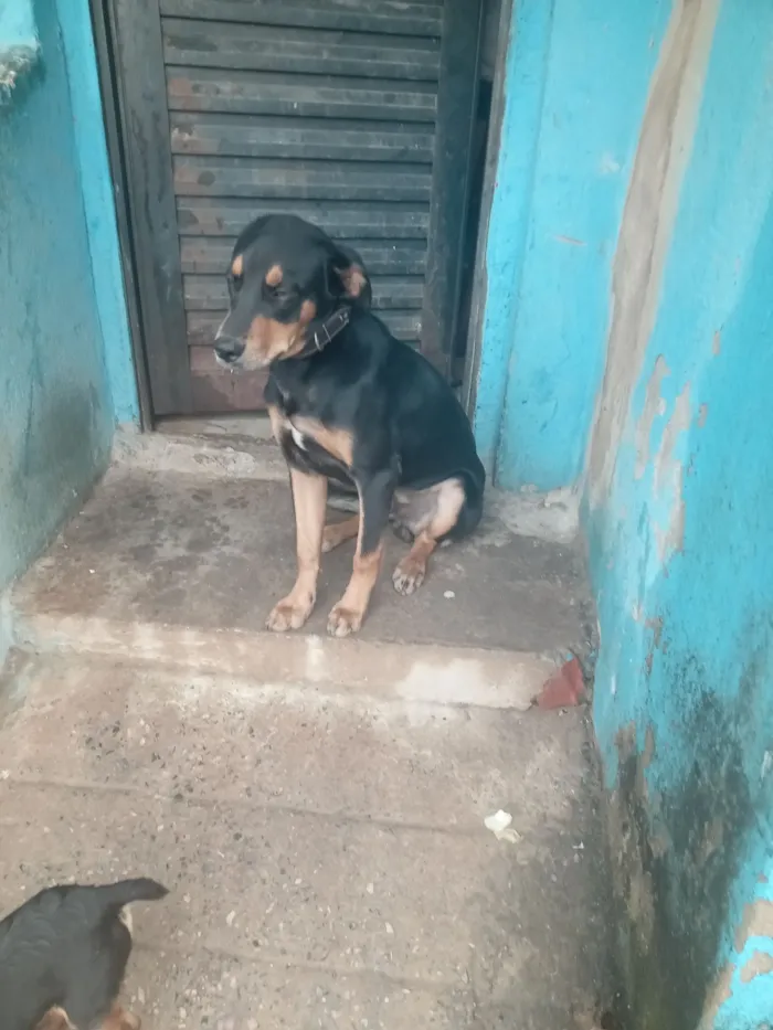 Cachorro raça Fila idade 7 a 11 meses nome Espak 