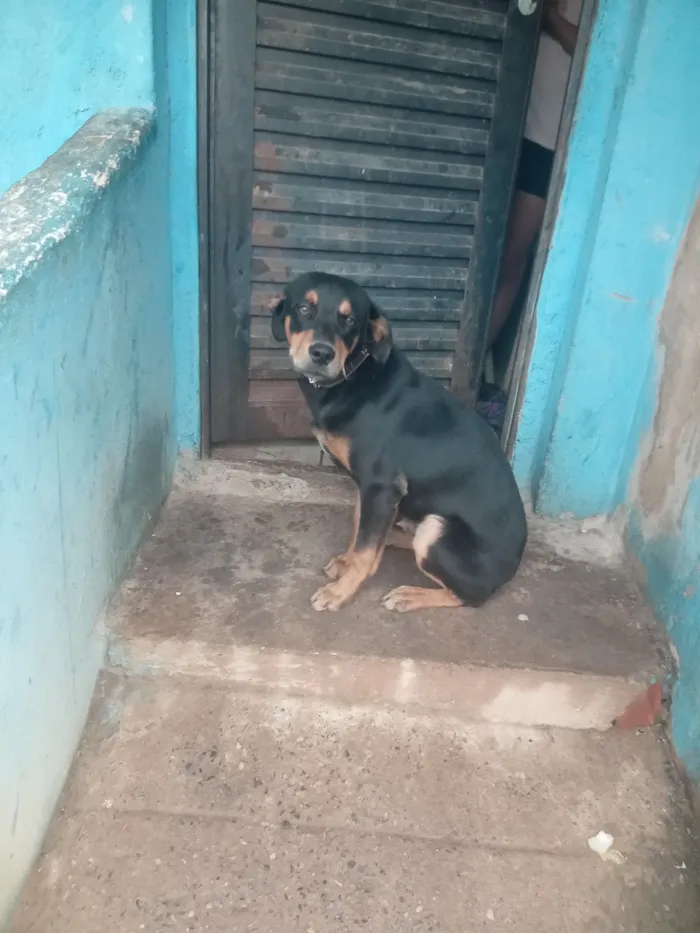 Cachorro raça Fila idade 7 a 11 meses nome Espak 