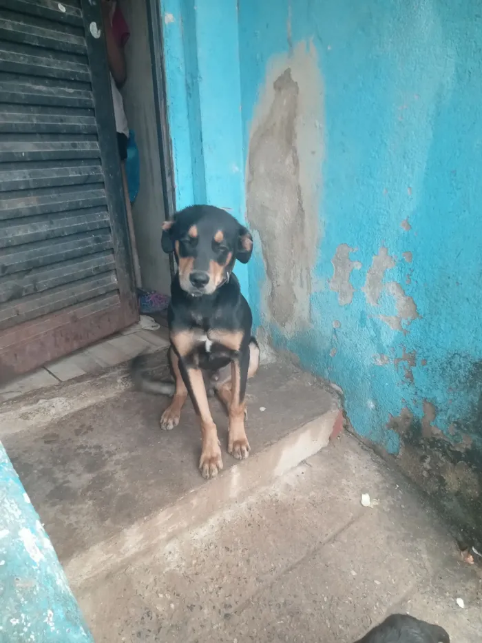 Cachorro raça Fila idade 7 a 11 meses nome Espak 
