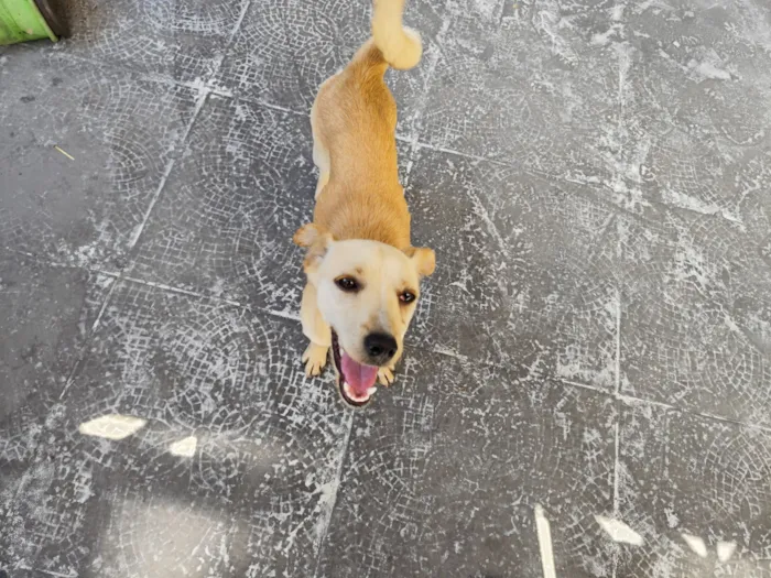 Cachorro raça SRD-ViraLata idade 7 a 11 meses nome Margarida