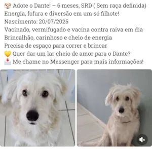 Cachorro raça SRD-ViraLata idade 2 a 6 meses nome DANTE