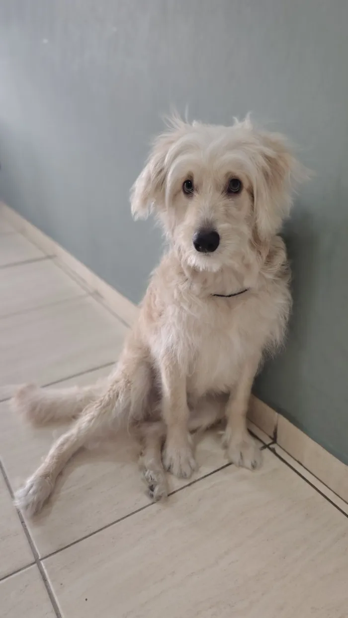 Cachorro raça SRD-ViraLata idade 2 a 6 meses nome DANTE