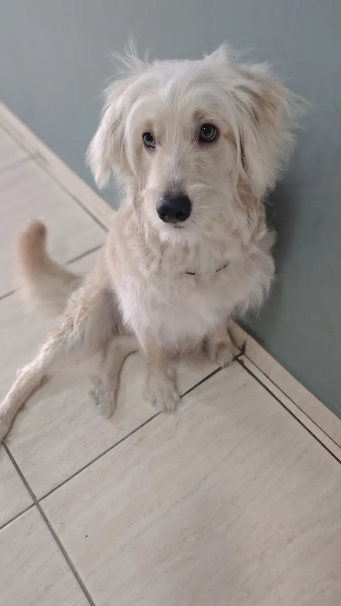 Cachorro raça SRD-ViraLata idade 2 a 6 meses nome DANTE