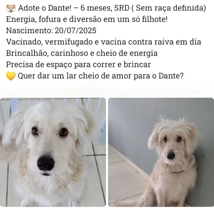 Cachorro raça SRD-ViraLata idade 2 a 6 meses nome DANTE
