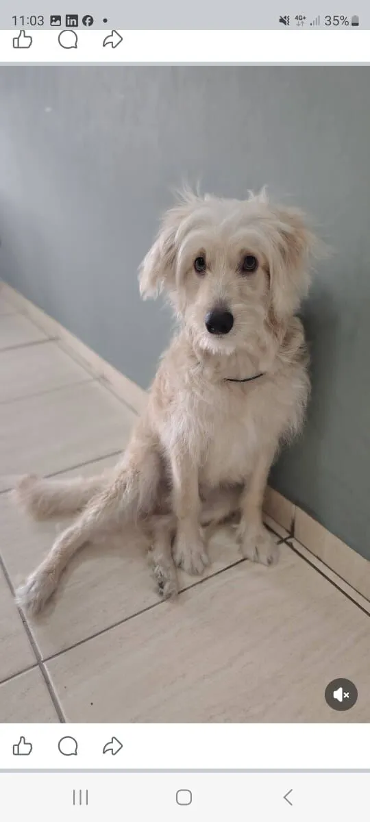 Cachorro raça SRD-ViraLata idade 2 a 6 meses nome DANTE