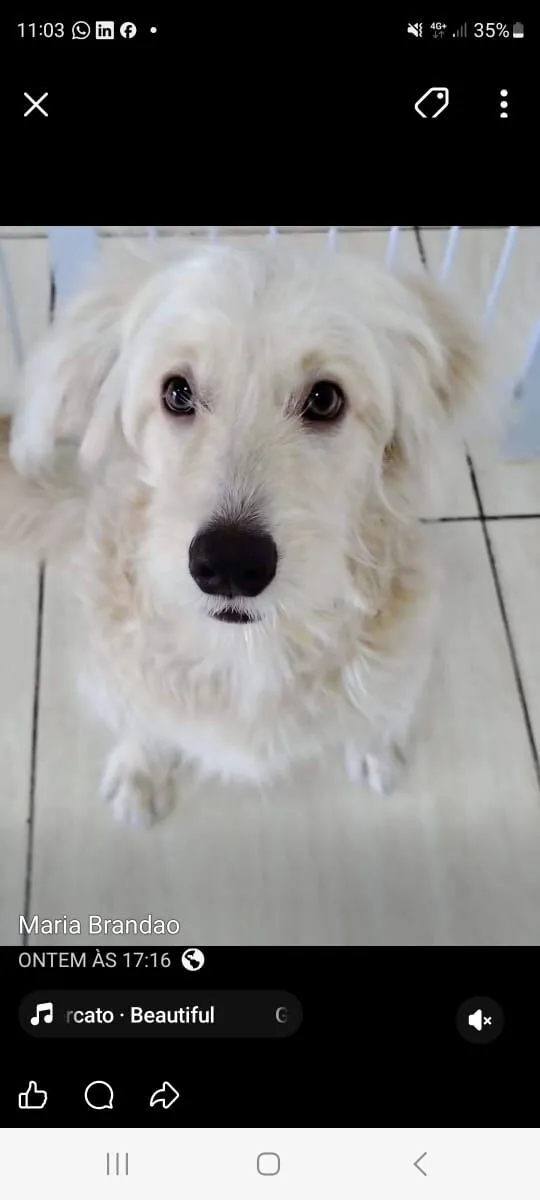 Cachorro raça SRD-ViraLata idade 2 a 6 meses nome DANTE