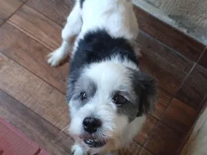 Cachorro raça SRD-ViraLata idade 6 ou mais anos nome Maylon