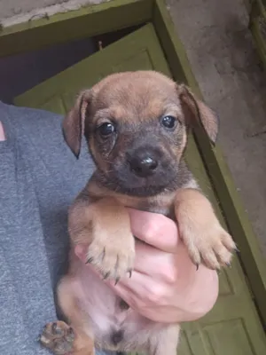 Cachorro raça SRD-ViraLata idade 2 a 6 meses nome MICAEL ALANO MARQUES