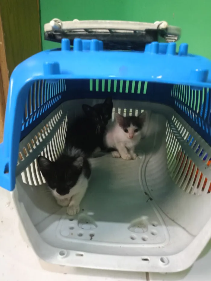 Gato raça SRD-ViraLata idade 2 a 6 meses nome Bebê 