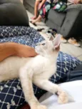 Gato raça SRD-ViraLata idade 2 a 6 meses nome Misty