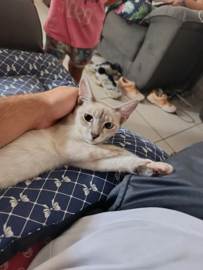 Gato raça SRD-ViraLata idade 2 a 6 meses nome Misty