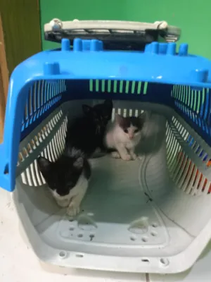 Gato raça SRD-ViraLata idade 2 a 6 meses nome Bebê 