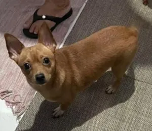 Cachorro raça Pinscher idade 4 anos nome Blitz 