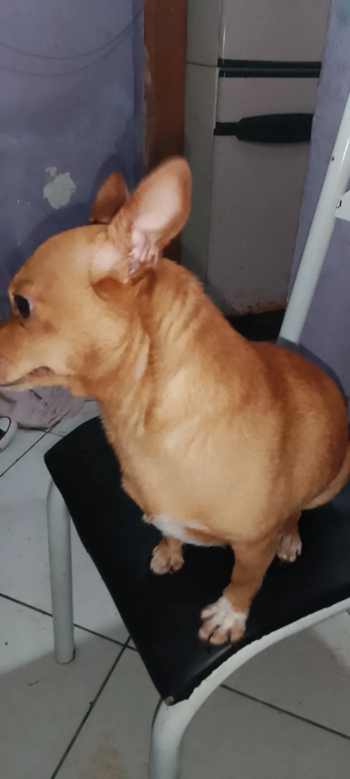 Cachorro raça Pinscher idade 4 anos nome Blitz 