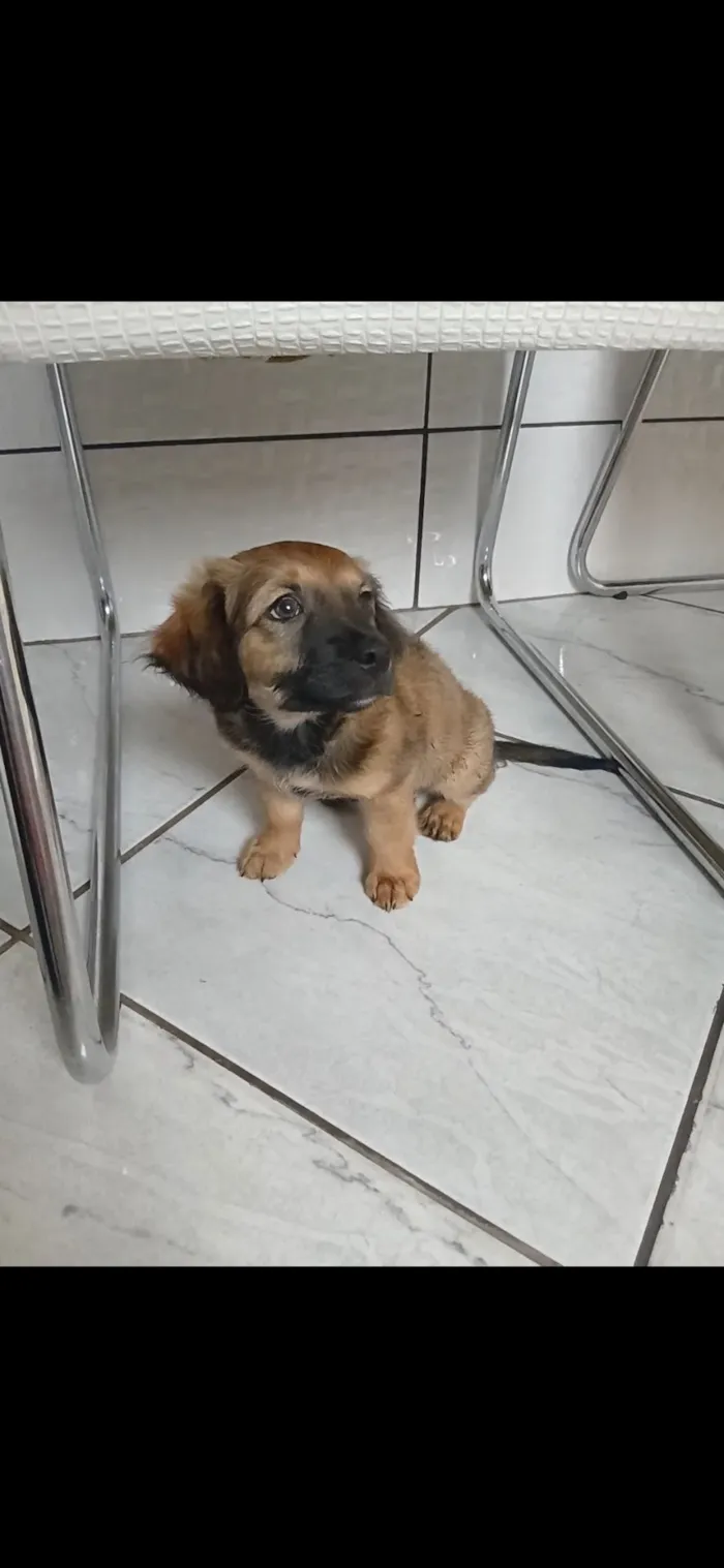 Cachorro raça SRD-ViraLata idade 2 a 6 meses nome Princesa