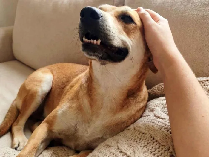 Cachorro raça SRD-ViraLata idade 1 ano nome Bento