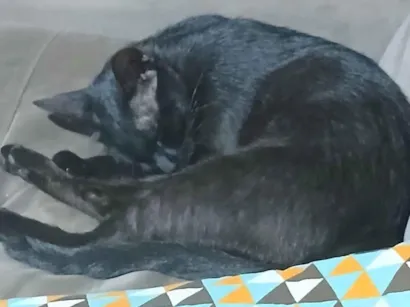 Gato raça SRD-ViraLata idade 1 ano nome FELINA